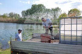 Ямбол - гребен канал - зарибяване