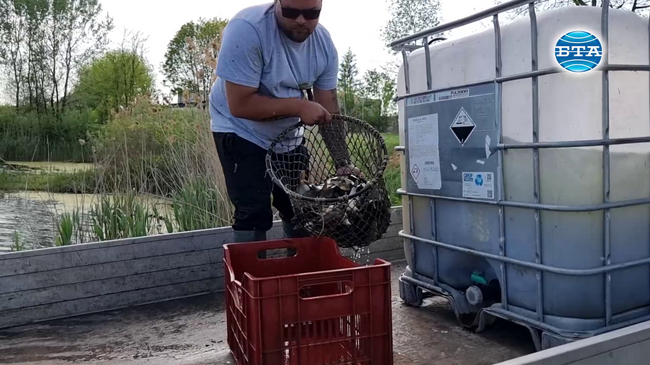 Над 4000 шарана бяха пуснати в Гребния канал в Ямбол