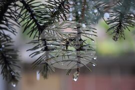 Благоевград - дъждовно време - капки