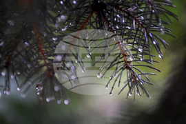 Благоевград - дъждовно време - капки