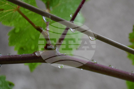 Благоевград - дъждовно време - капки