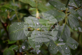 Благоевград - дъждовно време - капки