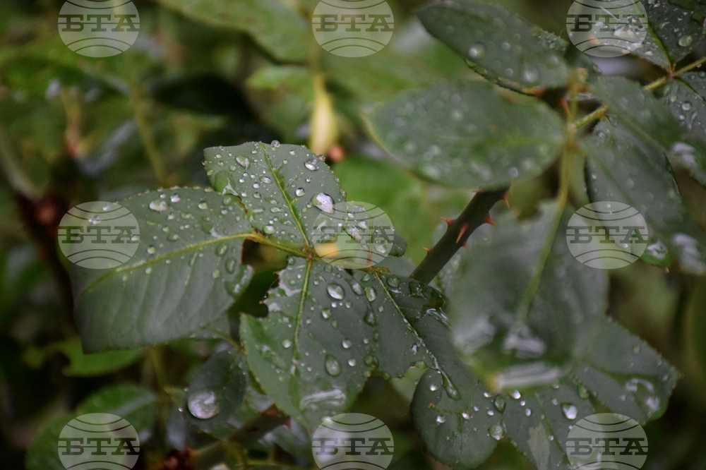 Благоевград - дъждовно време - капки