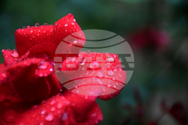 Благоевград - дъждовно време - капки