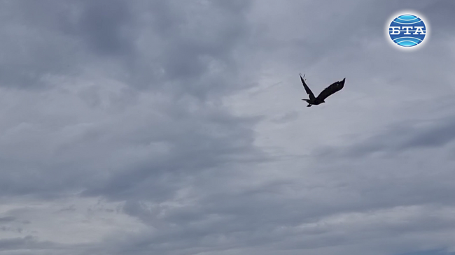 Няколко грабливи птици бяха пуснати на свобода след лечение, една от тях не успя да отлети заради по-тежка травма