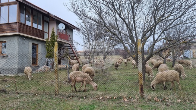 Заради констатирани в страната огнища на заболяването шарка по овцете и козите и в област Търговище се взимат конкретни мерки 