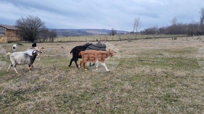 Хиляди несъществуващи животни са декларирали трима гръцки животновъди на остров Крит