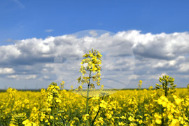 Село Подайва - рапица