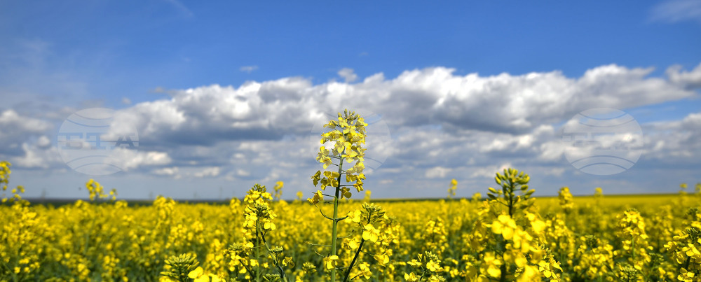 Село Подайва - рапица