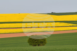 Село Подайва - рапица