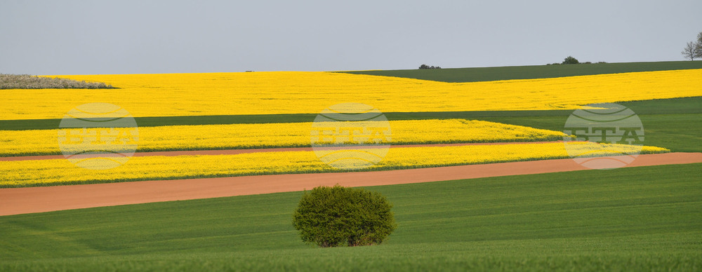 Село Подайва - рапица