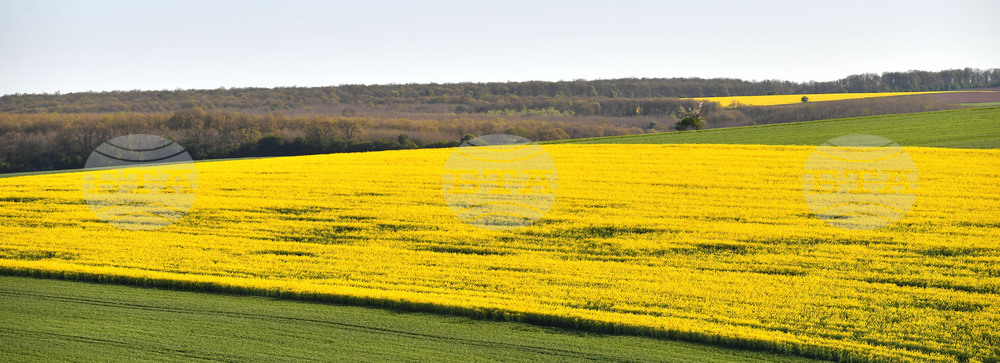 Село Подайва - рапица
