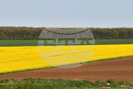 Село Подайва - рапица