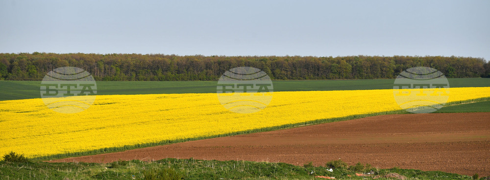 Село Подайва - рапица