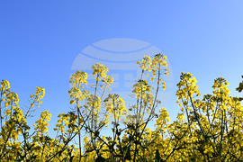 Село Подайва - рапица