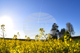 Село Подайва - рапица