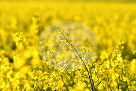 Село Подайва - рапица