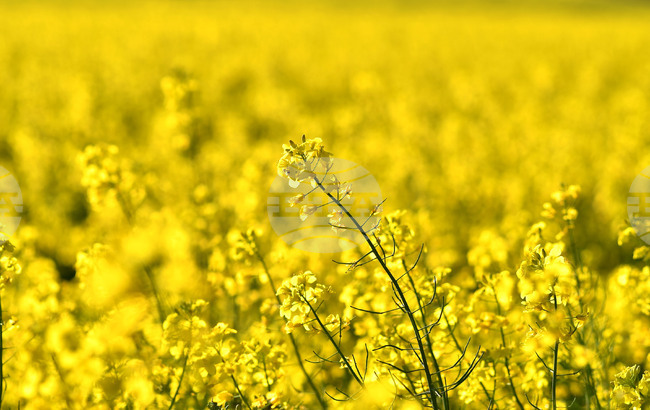 Село Подайва - рапица