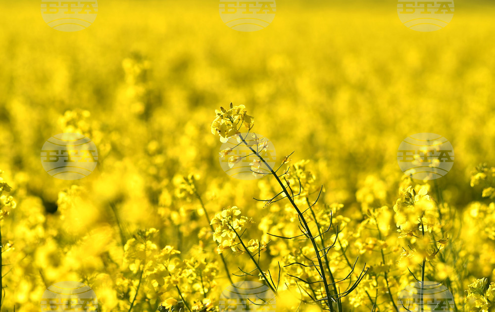 Село Подайва - рапица