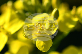 Село Подайва - рапица