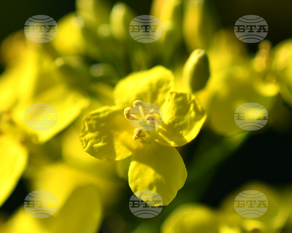 Село Подайва - рапица