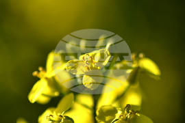 Село Подайва - рапица