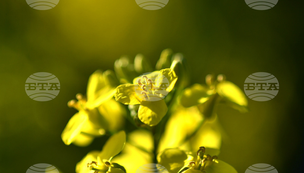 Село Подайва - рапица