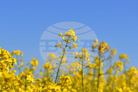 Село Подайва - рапица