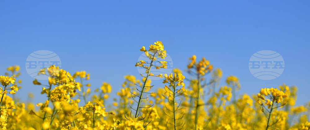 Село Подайва - рапица