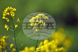 Село Подайва - рапица