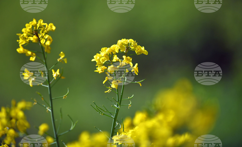 Село Подайва - рапица