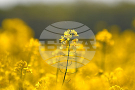 Село Подайва - рапица