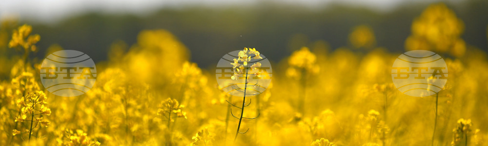 Село Подайва - рапица