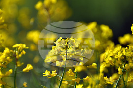 Село Подайва - рапица