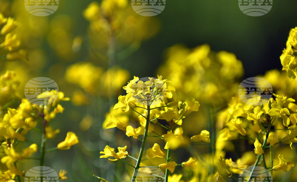 Село Подайва - рапица