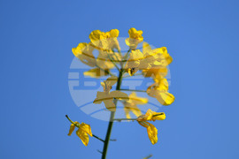 Село Подайва - рапица