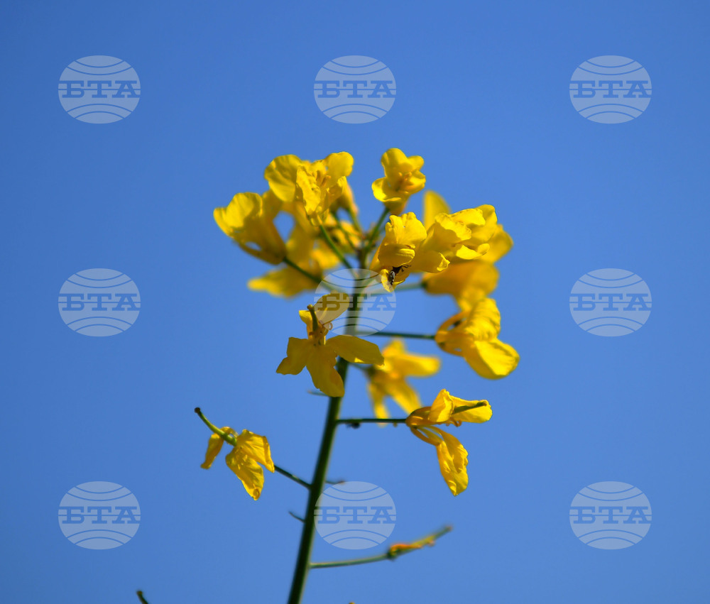 Село Подайва - рапица