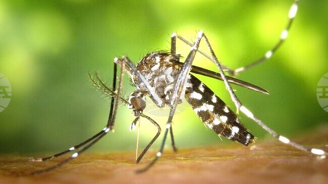 Повече от 270 декара тревни площи ще бъдат обработени срещу кърлежи в община Разград