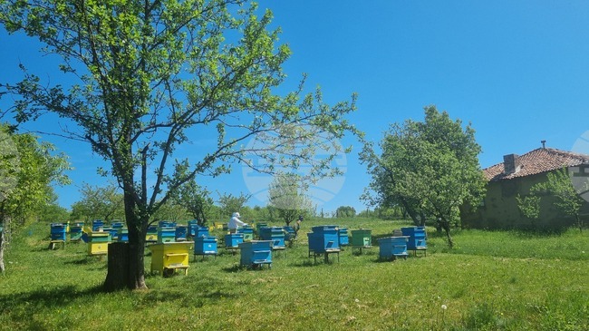Agriculture Ministry, Beekeeping Industry Discuss Current State of Sector