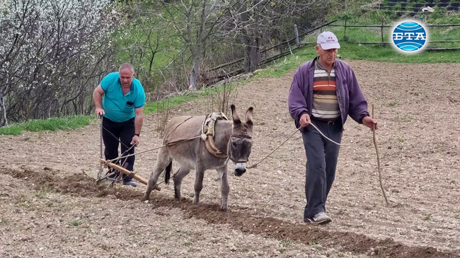 Село с четири магарета се радва на интереса на градски минувачи