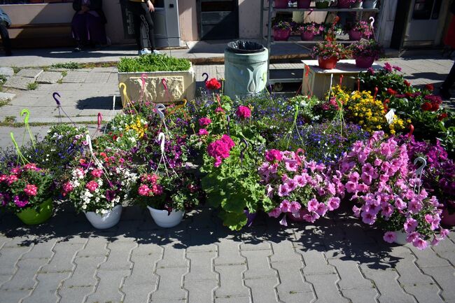 Община Асеновград: Изложение „Цветна пролет“ отново в Асеновград