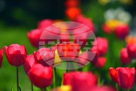 Село Голям Поровец - пролетни цветя - лалета