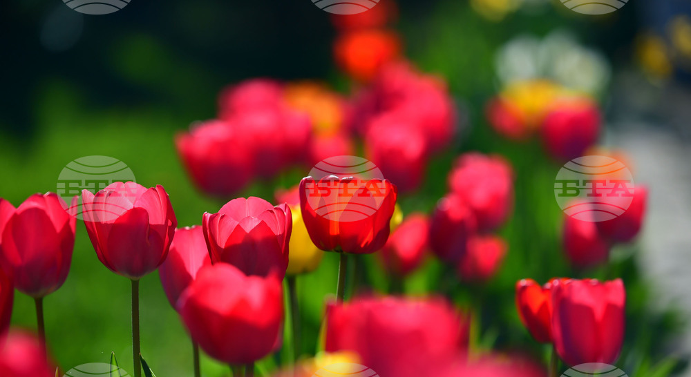 Село Голям Поровец - пролетни цветя - лалета