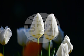 Село Голям Поровец - пролетни цветя - лалета