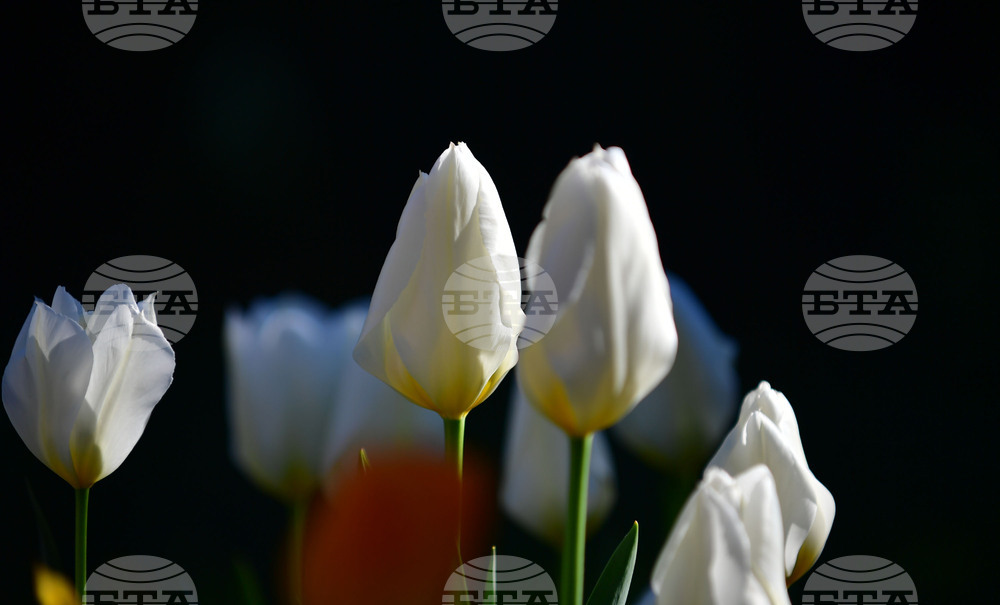 Село Голям Поровец - пролетни цветя - лалета