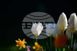 Село Голям Поровец - пролетни цветя - лалета