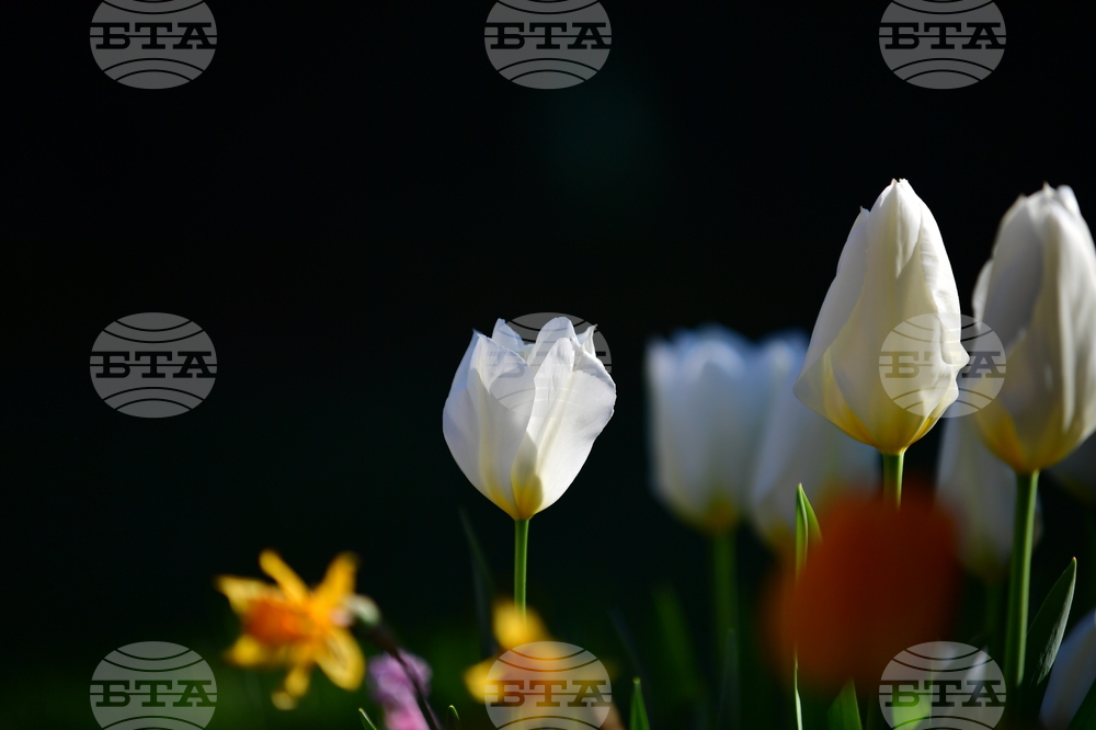 Село Голям Поровец - пролетни цветя - лалета