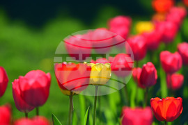 Село Голям Поровец - пролетни цветя - лалета