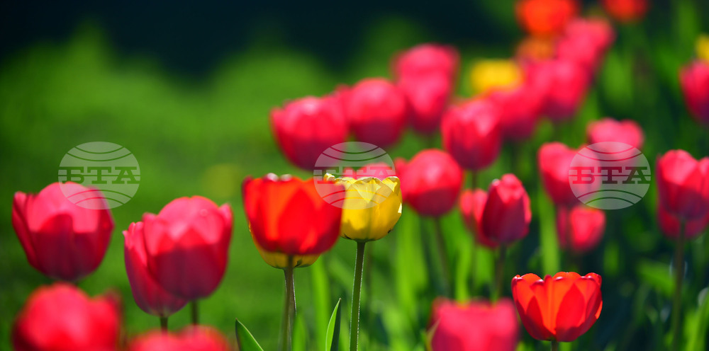 Село Голям Поровец - пролетни цветя - лалета