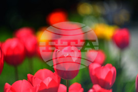 Село Голям Поровец - пролетни цветя - лалета